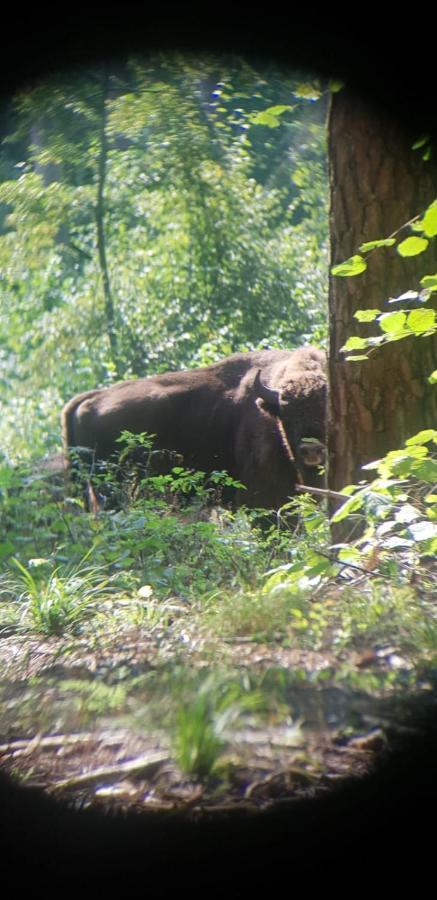 Maciejowka Borki 33 Villa Bagian luar foto
