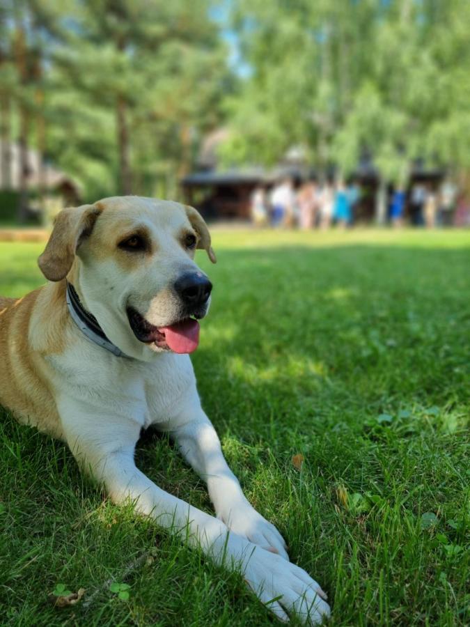 Maciejowka Borki 33 Villa Bagian luar foto